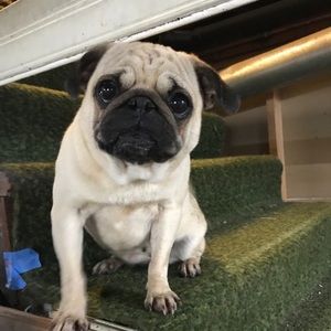 Meet your Posher, Patti